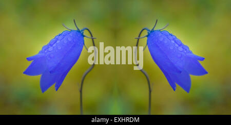 La campanule à feuilles rondes ou Bluebell (Campanula rotundifolia) avec gouttes d', l'Islande. Composite numérique. Banque D'Images