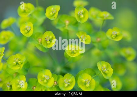 Fleurs d'euphorbe ésule (Euphorbia Amygdaloides). Belle plante verte fleurs en été Banque D'Images