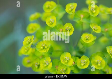 Fleurs d'euphorbe ésule (Euphorbia Amygdaloides). Belle plante verte fleurs en été Banque D'Images