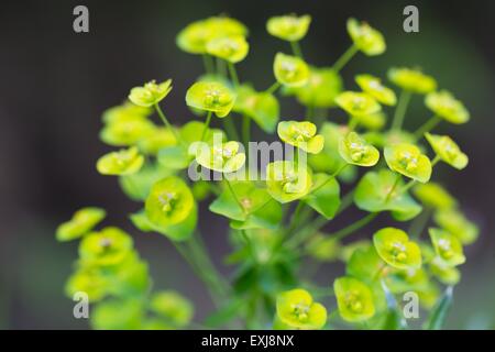 Fleurs d'euphorbe ésule (Euphorbia Amygdaloides). Belle plante verte fleurs en été Banque D'Images