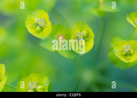 Fleurs d'euphorbe ésule (Euphorbia Amygdaloides). Belle plante verte fleurs en été Banque D'Images