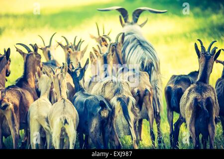 Troupeau de chèvres au pâturage. Photographié au pâturage des animaux de ferme dans la lumière du matin Banque D'Images