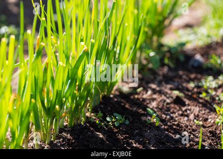 Ciboulette verte dans le jardin de plus en plus écologique. Close up de plantes comestibles. Banque D'Images