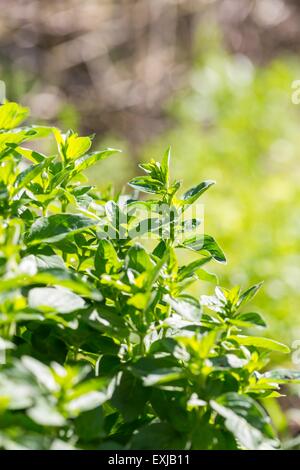 Origan vert frais, les brindilles poussant dans le jardin. Close up d'herbes cuisine Banque D'Images