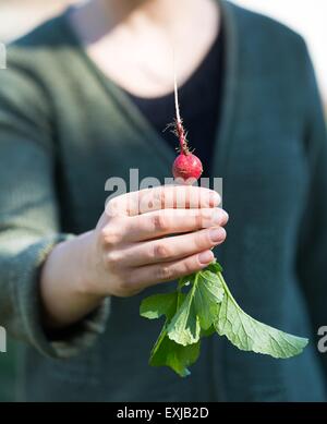 La main de femme juste pris le radis. Légumes du jardin écologique naturel. Banque D'Images