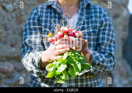 La main de femme juste pris le radis. Légumes du jardin écologique naturel. Banque D'Images