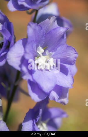 Gros plan d'une belle couleur lavande fleur Delphinium. Banque D'Images