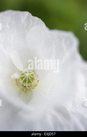 Doux rêveur, fleur de pavot blanc vu de près. Banque D'Images