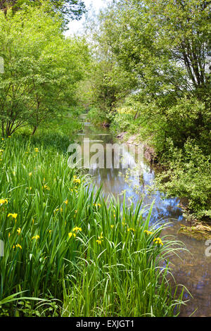 Iris jaune poussant sur les rives de la jeune rivière Coln en passant par le village Cotswold de Calcot, Gloucestershire UK Banque D'Images