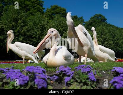 Berlin, Allemagne. 29 Juin, 2015. Les pélicans profiter du beau temps à Tiergarten à Berlin, Allemagne, 29 juin 2015. Photo : Paul Zinken/dpa/Alamy Live News Banque D'Images