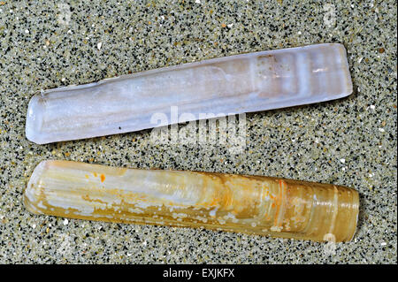 Couteau rainurés Solen marginatus coquillages sur le sable Photo Stock ...