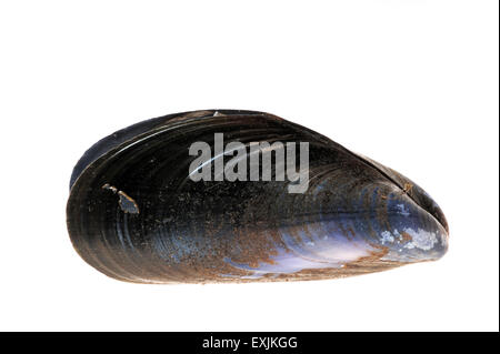 Moule commune / coquilles de moules bleues (Mytilus edulis) sur fond blanc Banque D'Images