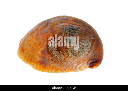 American slipper limpet / common slipper limpet (Crepidula fornicata) shell sur fond blanc Banque D'Images