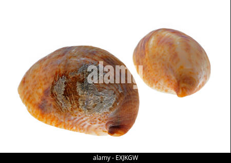 Les patelles slipper américain / common slipper limpet (Crepidula fornicata) coquillages sur fond blanc Banque D'Images