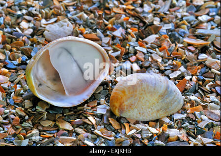 Les patelles slipper américain / common slipper limpet (Crepidula fornicata) coquillages lavés sur beach Banque D'Images