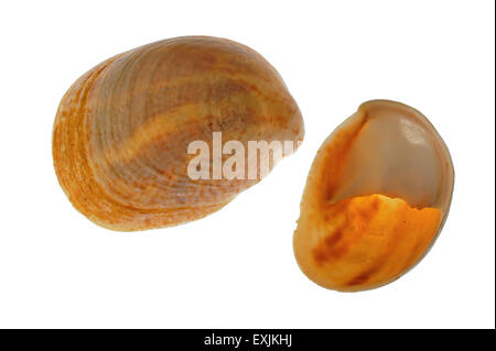 Les patelles slipper américain / common slipper limpet (Crepidula fornicata) coquillages sur fond blanc Banque D'Images