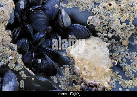 L'huître du Pacifique / japonais / huître huître Miyagi (Crassostrea gigas), les balanes et les moules en croissance sur rock en zone intertidale Banque D'Images