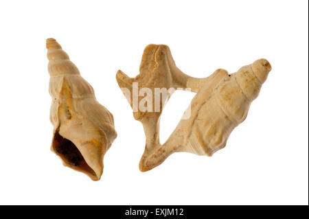 Le pied de pélican Aporrhais pespelecani (pespelicanis / Aporrhais) coquillages sur fond blanc Banque D'Images