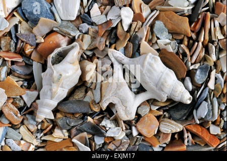 Le pied de pélican Aporrhais pespelecani (pespelicanis / Aporrhais) shells on beach Banque D'Images