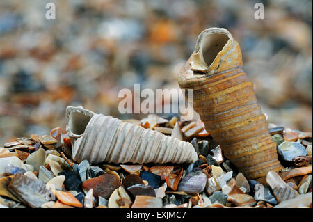 Tourelle-shell shell de la vis sans fin / / tour commun shell (Turritella communis) fossiles sur beach Banque D'Images