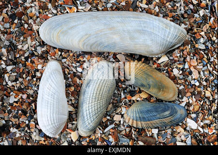 Pre Piddock Pholas dactylus (commune), américaines (Pre Piddock Petricola pholadiformis) et blanc (Pre Piddock Barnea candida) shells on beach Banque D'Images