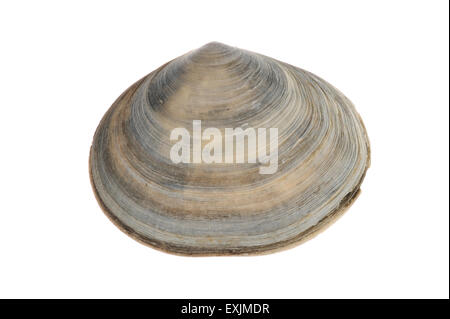 Sillon poivrée / coquille en attendant (Scrobicularia plana de sable) sur fond blanc Banque D'Images