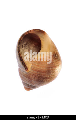 Bigorneau rugueux (Littorina saxatilis) shell sur fond blanc Banque D'Images