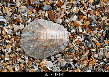 Patelle (Patella Méditerranée irradié caerulea) lavés sur shell beach Banque D'Images