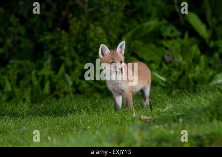 Un jeune renard rouge (Vulpes vulpes) l'exploration d'un jardin de banlieue la nuit, Hastings, East Sussex, UK Banque D'Images
