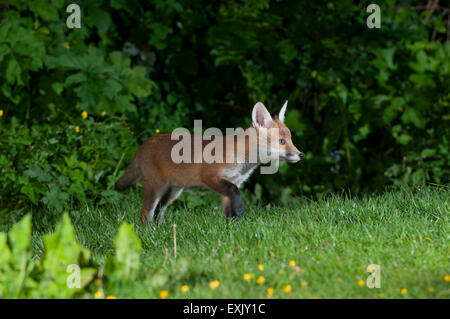 Un jeune renard rouge (Vulpes vulpes) l'exploration d'un jardin de banlieue la nuit, Hastings, East Sussex, UK Banque D'Images