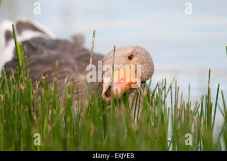 Une oie cendrée (Anser anser) se nourrit de la végétation au bord de l'eau, le CLAJ, Norfolk, UK Banque D'Images