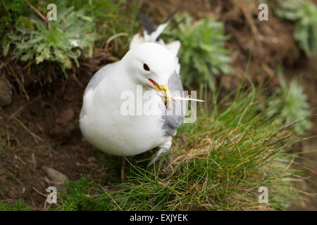 Une Mouette tridactyle rassemble une plume pour son nid, falaises de Bempton RSPB, East Yorkshire, UK Banque D'Images