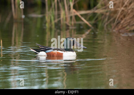 Un canard Canard souchet nage alors que la recherche de nourriture, le CLAJ Marais, Norfolk, UK Banque D'Images