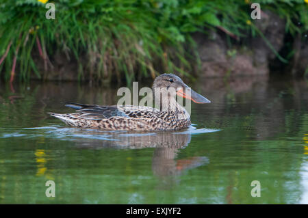 Un canard Canard souchet nage alors que la recherche de nourriture, le CLAJ Marais, Norfolk, UK Banque D'Images