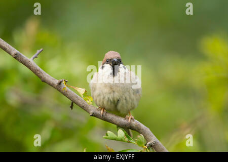 Un Moineau friquet (passer montanus) portrait perché dans l'aubépine, falaises de Bempton, East Yorkshire, UK Banque D'Images