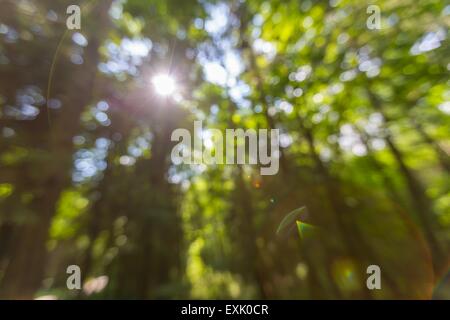 Paysage abstrait flou artistique de la forêt de l'été, photo utile comme arrière-plan. Banque D'Images