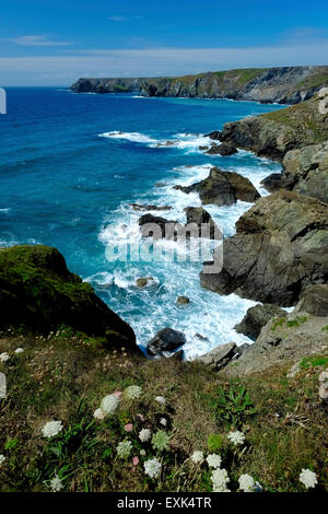 Côte Rocheuse près de la Baie d'Caerthillian, lézard, Cornwall, UK, du chemin côtier du sud-ouest Banque D'Images