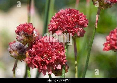 L'économie alpestre, l'Arménie 'Ballerina Red', la floraison dans un jardin de rocaille, Berkshire, Mai Banque D'Images