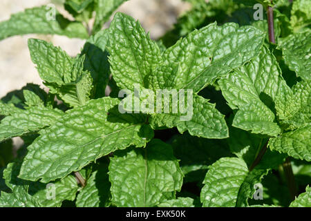 Feuilles de menthe douce - herbes de cuisine Banque D'Images