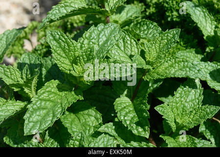 Feuilles de menthe douce - herbes de cuisine Banque D'Images