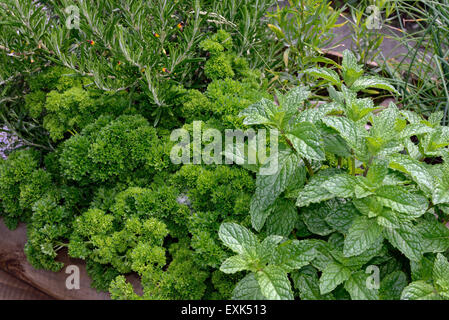 Soulevées lit pour les herbes, menthe, persil frisé, et le romarin en cuisine Banque D'Images