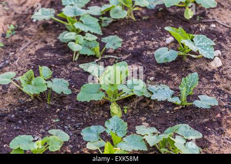 Les jeunes pousses de concombre poussant dans le jardin écologique. Beau jardin de printemps. Banque D'Images