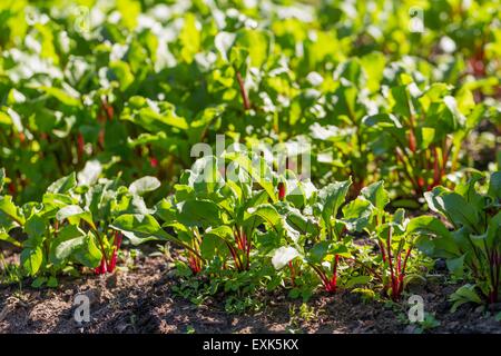 Les jeunes de plus en plus dans le jardin écologique épluchés. Beau jardin de printemps dans la lumière du soleil du matin. Banque D'Images