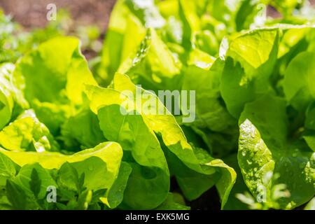 Les jeunes de plus en plus de la laitue dans le jardin. Belle photo de légumes verts. Banque D'Images