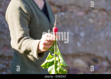 La main de femme juste pris le radis. Légumes du jardin écologique naturel. Banque D'Images