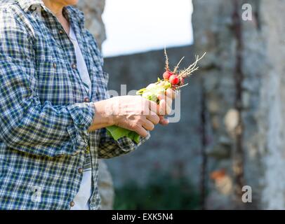 La main de femme juste pris le radis. Légumes du jardin écologique naturel. Banque D'Images