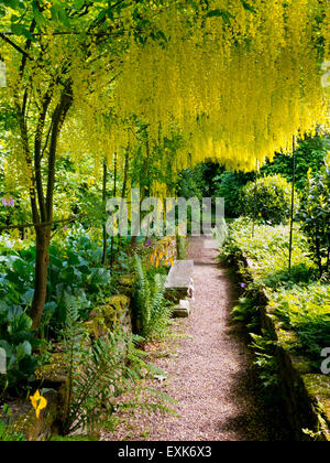 Le Tunnel Laburnum dans le jardin de Renishaw Hall, Derbyshire, Angleterre, Royaume-Uni Banque D'Images