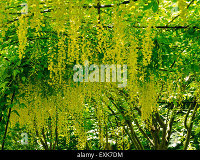 Voir à chercher à l'Tunnel Laburnum dans le jardin de Renishaw Hall, Derbyshire, Angleterre, Royaume-Uni Banque D'Images