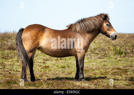 Le profil d'un poney Exmoor fier debout sur une journée de printemps à Winsford balayées par Hill en Angleterre Exmoor UK. Banque D'Images