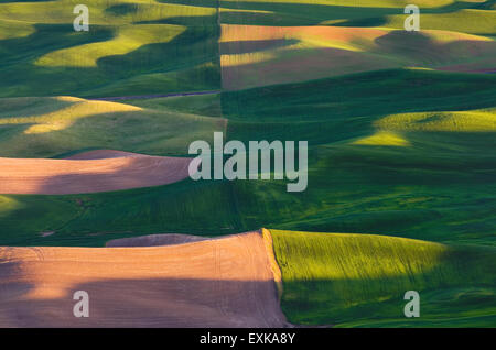 Collines de champs de blé vert vu de Steptoe Butte la Palouse, région de l'Inland Empire de Washington Banque D'Images